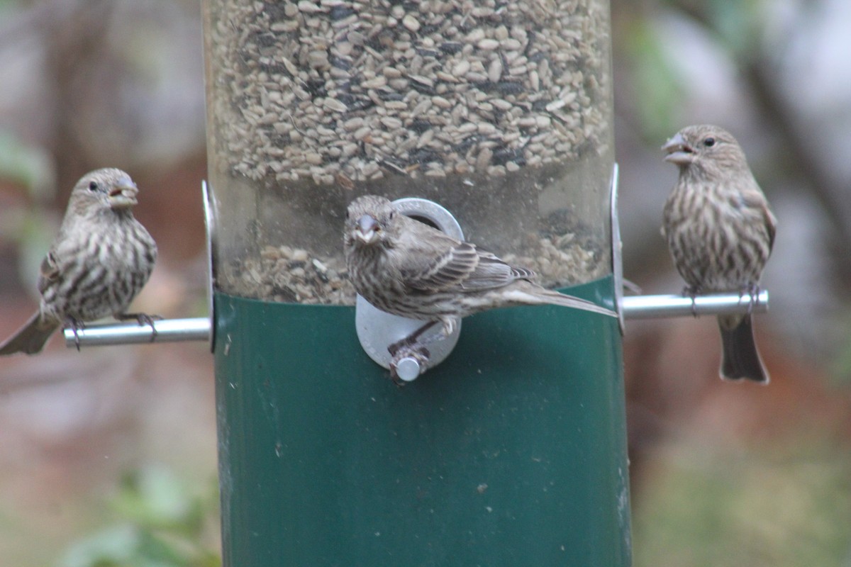 House Finch - ML645165161