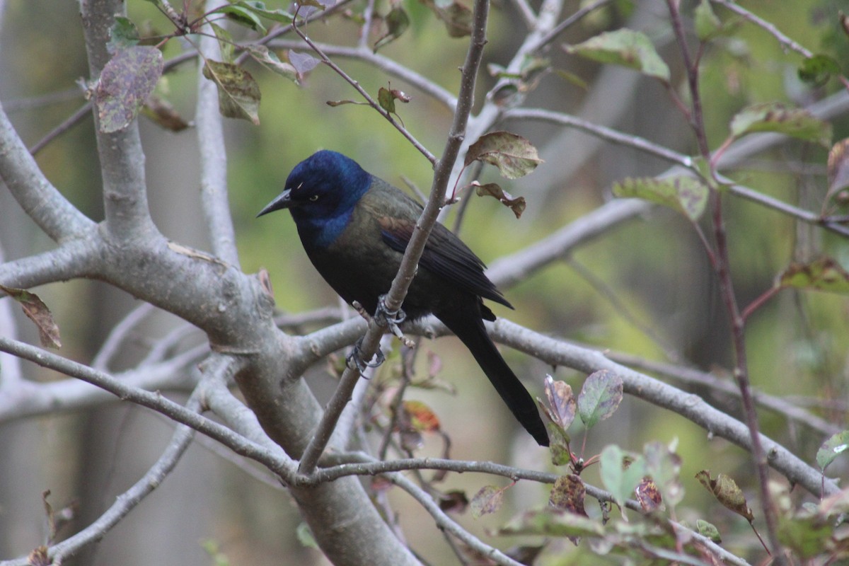 Common Grackle - ML645165183