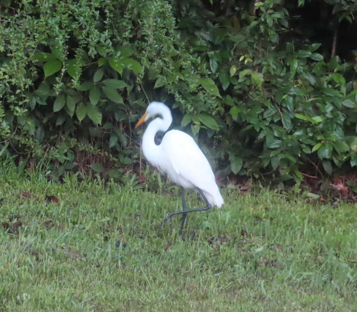 Great Egret - ML645165187