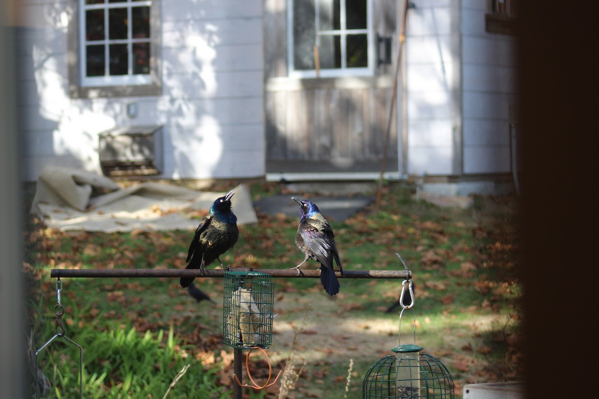 Common Grackle - ML645165188