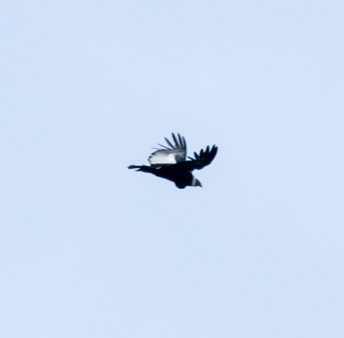 Andean Condor - ML645165191