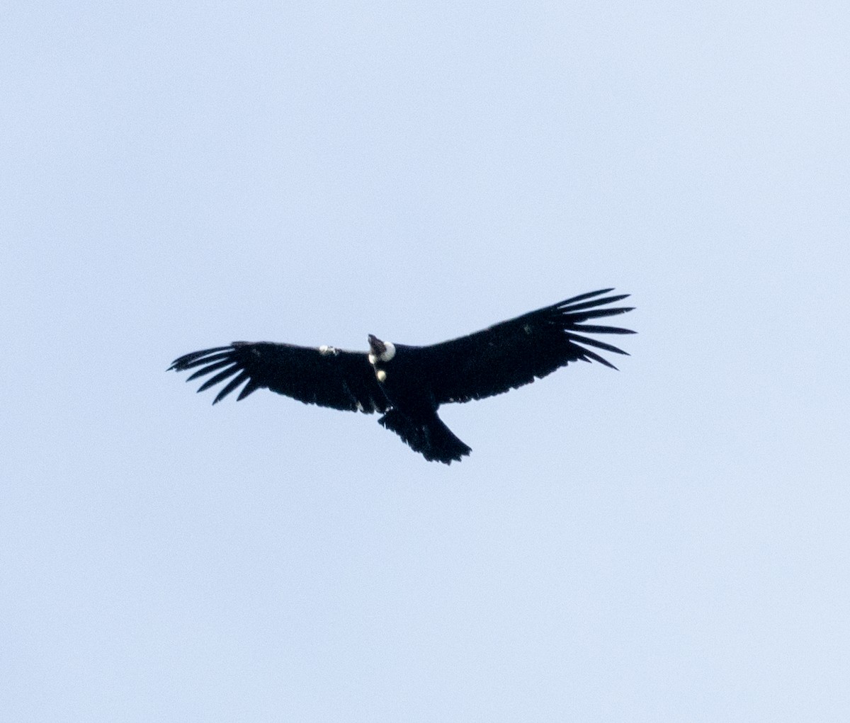 Andean Condor - ML645165192