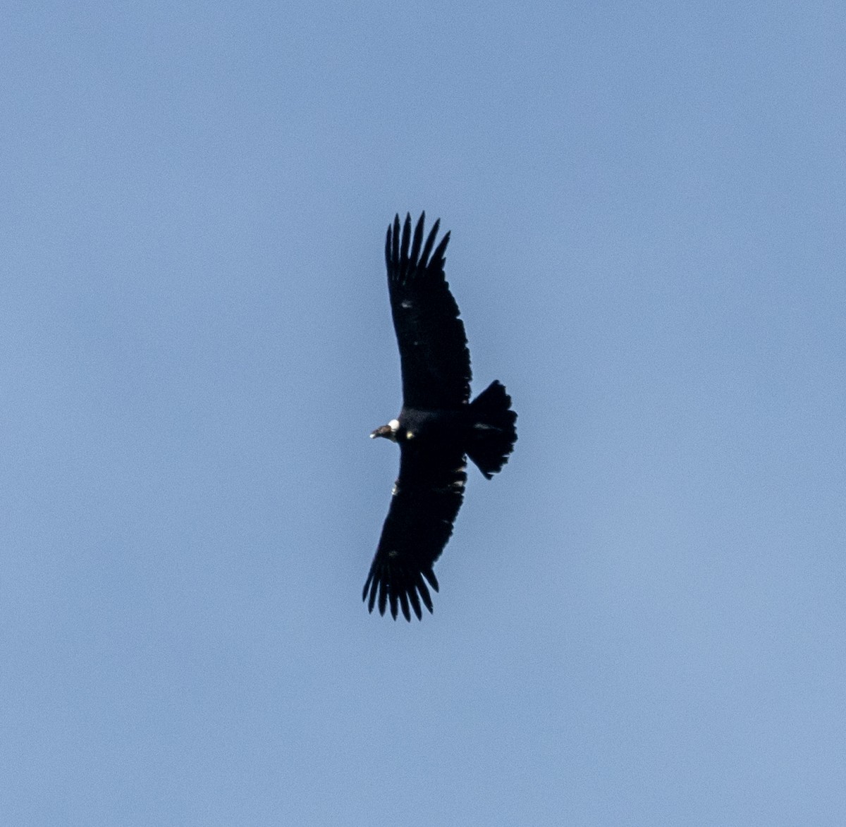 Andean Condor - ML645165193