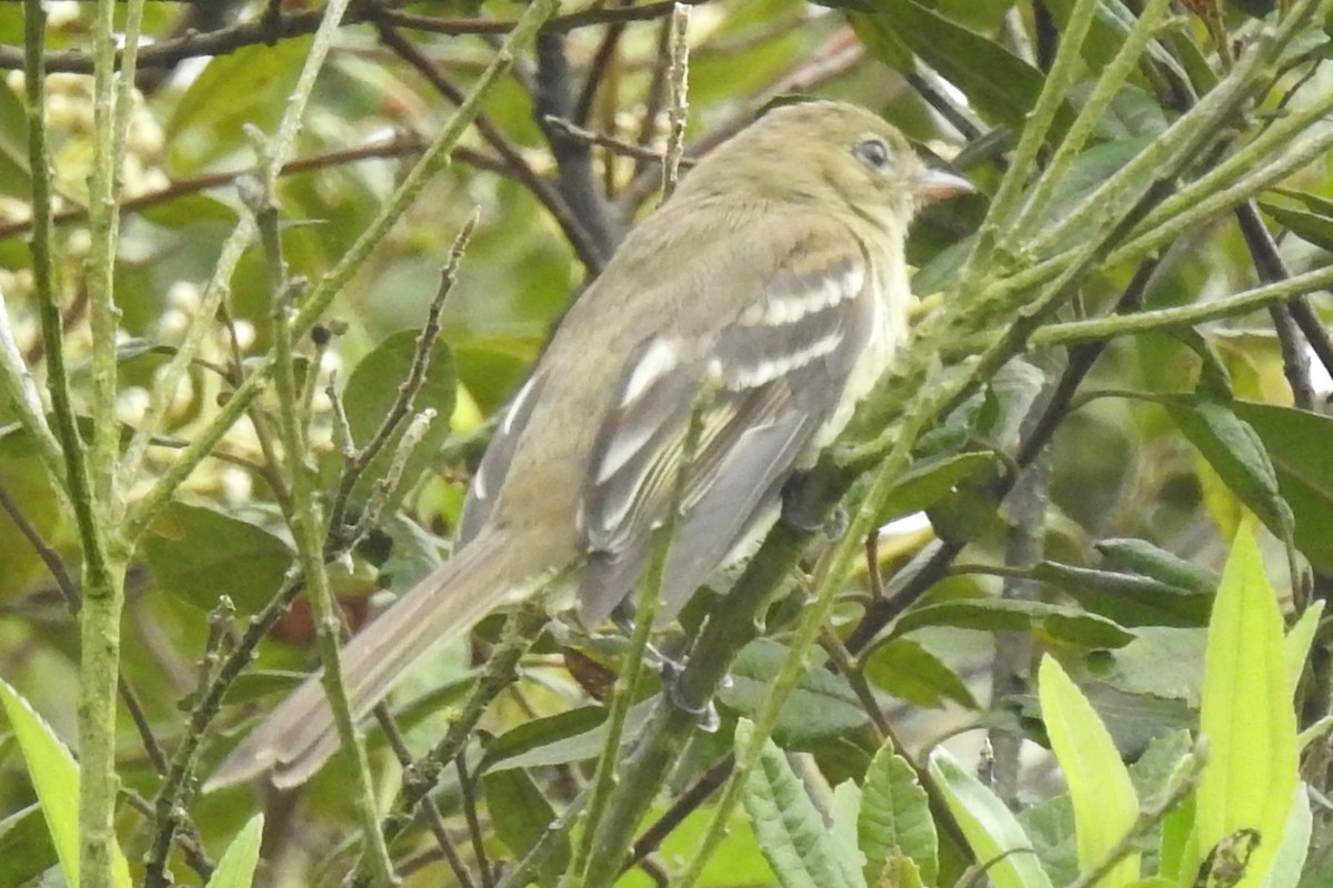 Mountain Elaenia - ML645165195