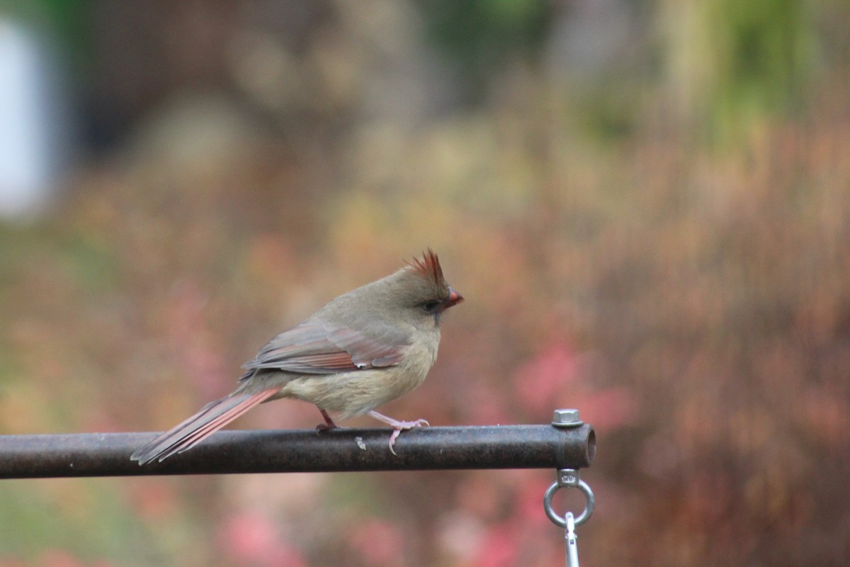 Northern Cardinal - ML645165197