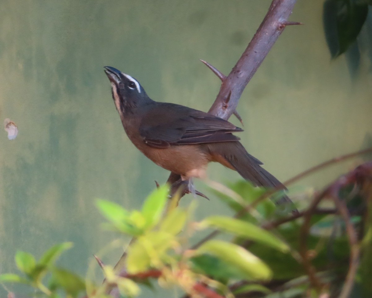 Cinnamon-bellied Saltator - ML645165199