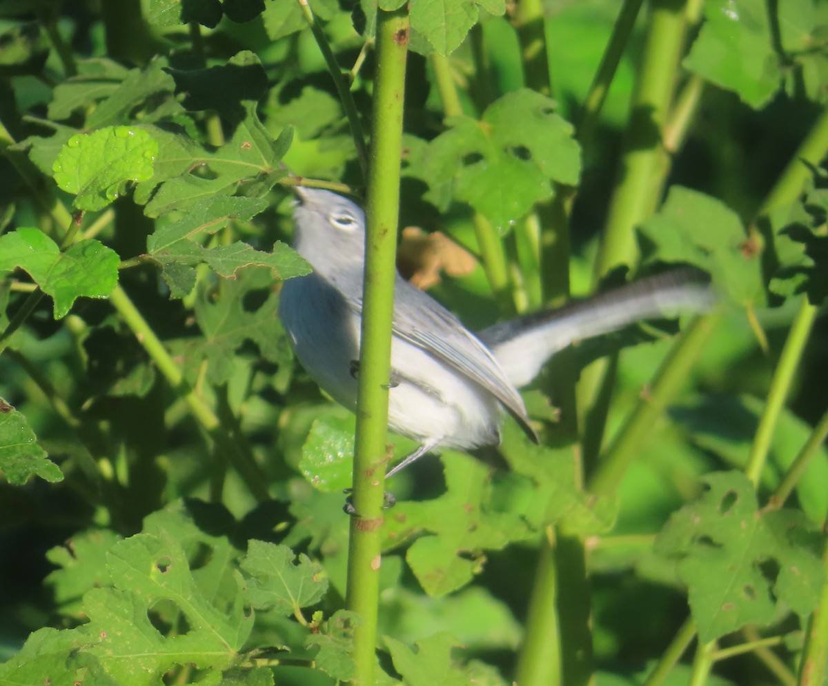 Blue-gray Gnatcatcher - ML645165213