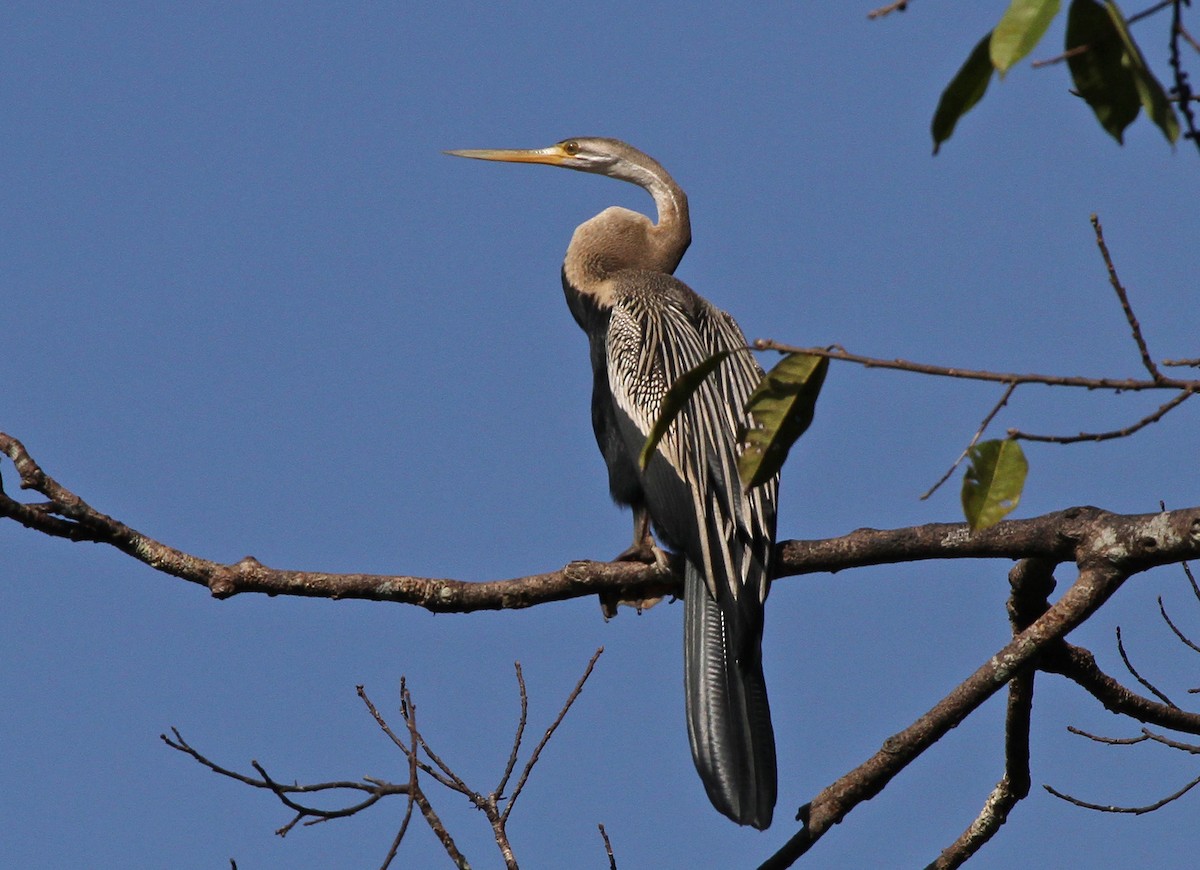 Oriental Darter - ML645165214