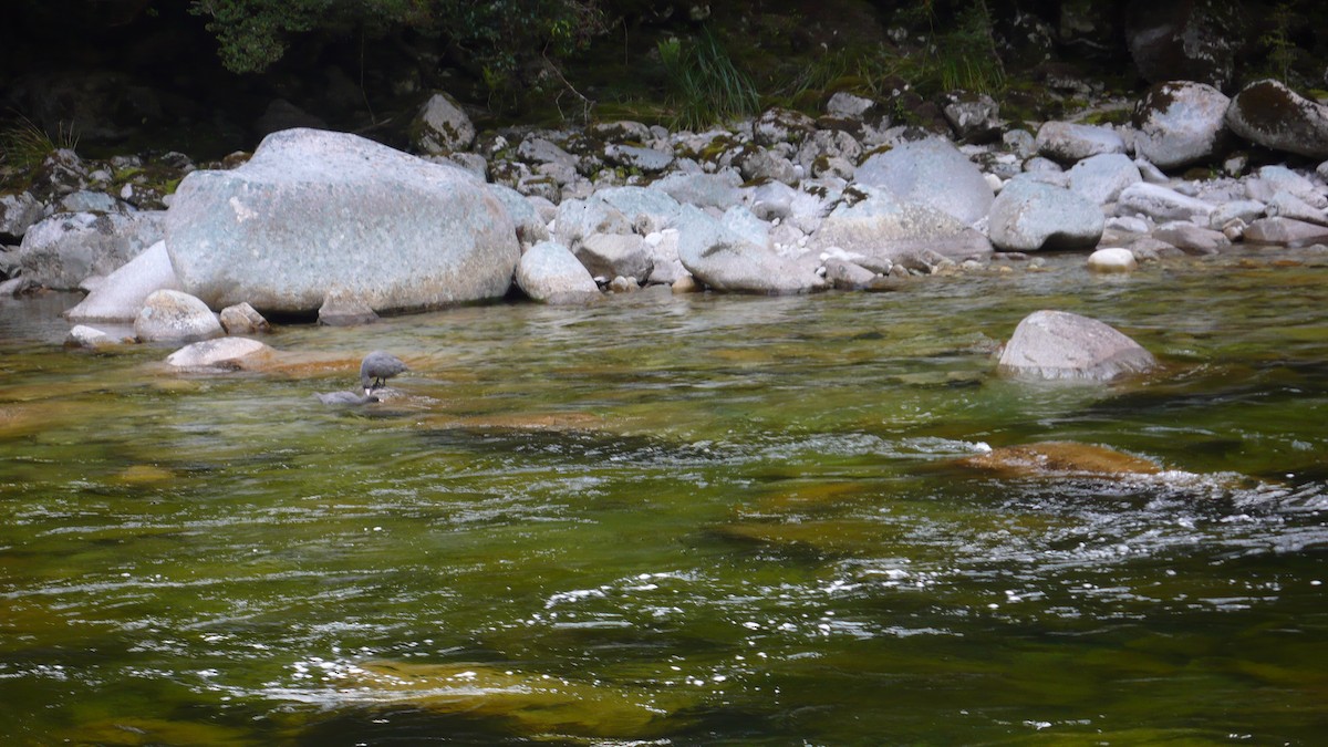 Canard bleu - ML645165221