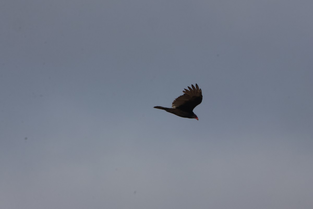 Turkey Vulture - ML645165227