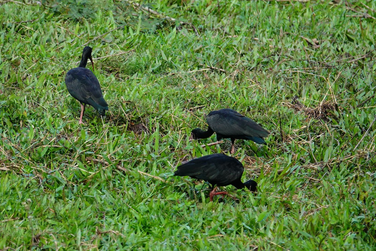 Bare-faced Ibis - ML645165243