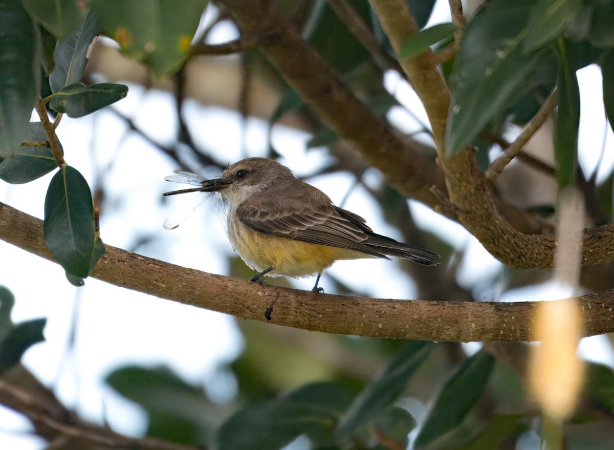 Москверо вогнистий - ML645165251
