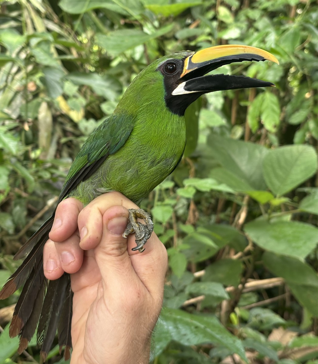 Southern Emerald-Toucanet (Black-throated) - ML645165254