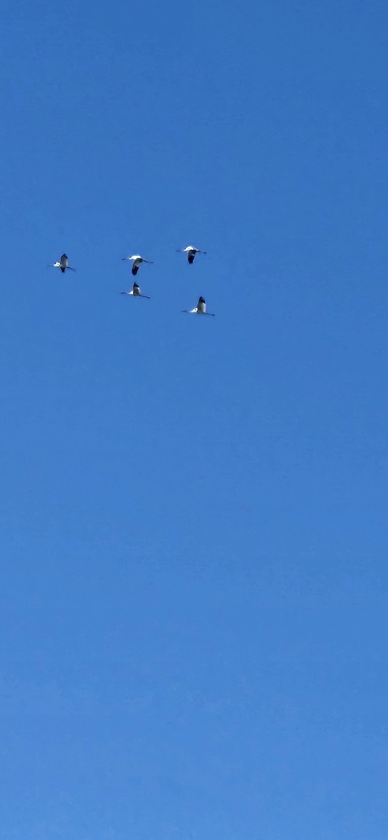 trompettrane - ML645165291