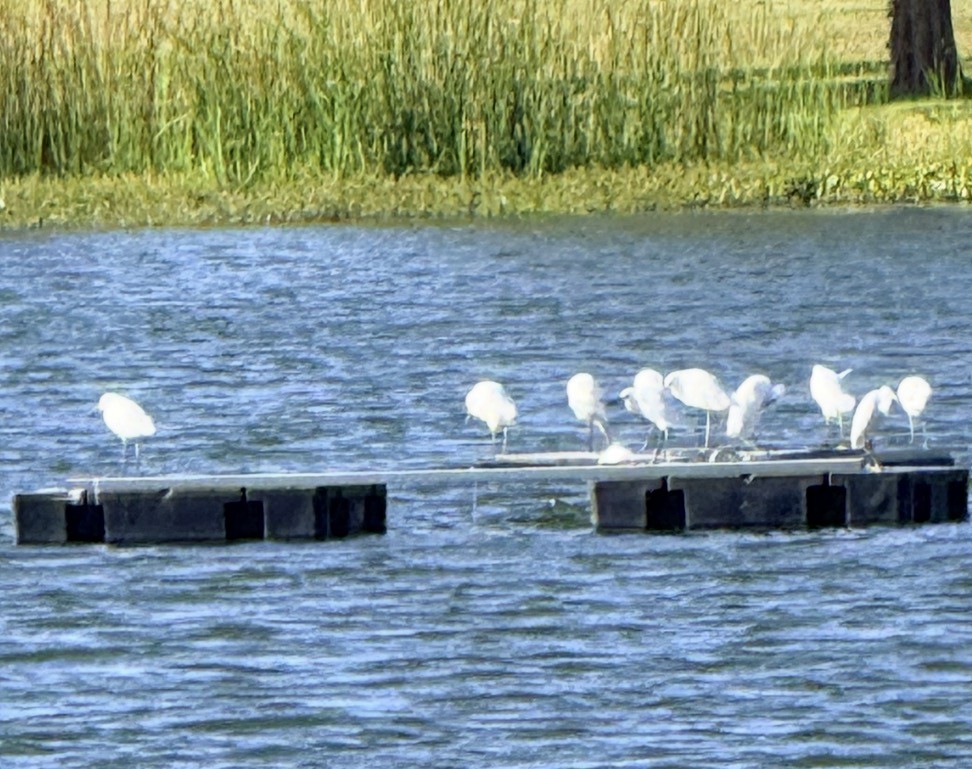 Snowy Egret - ML645165307