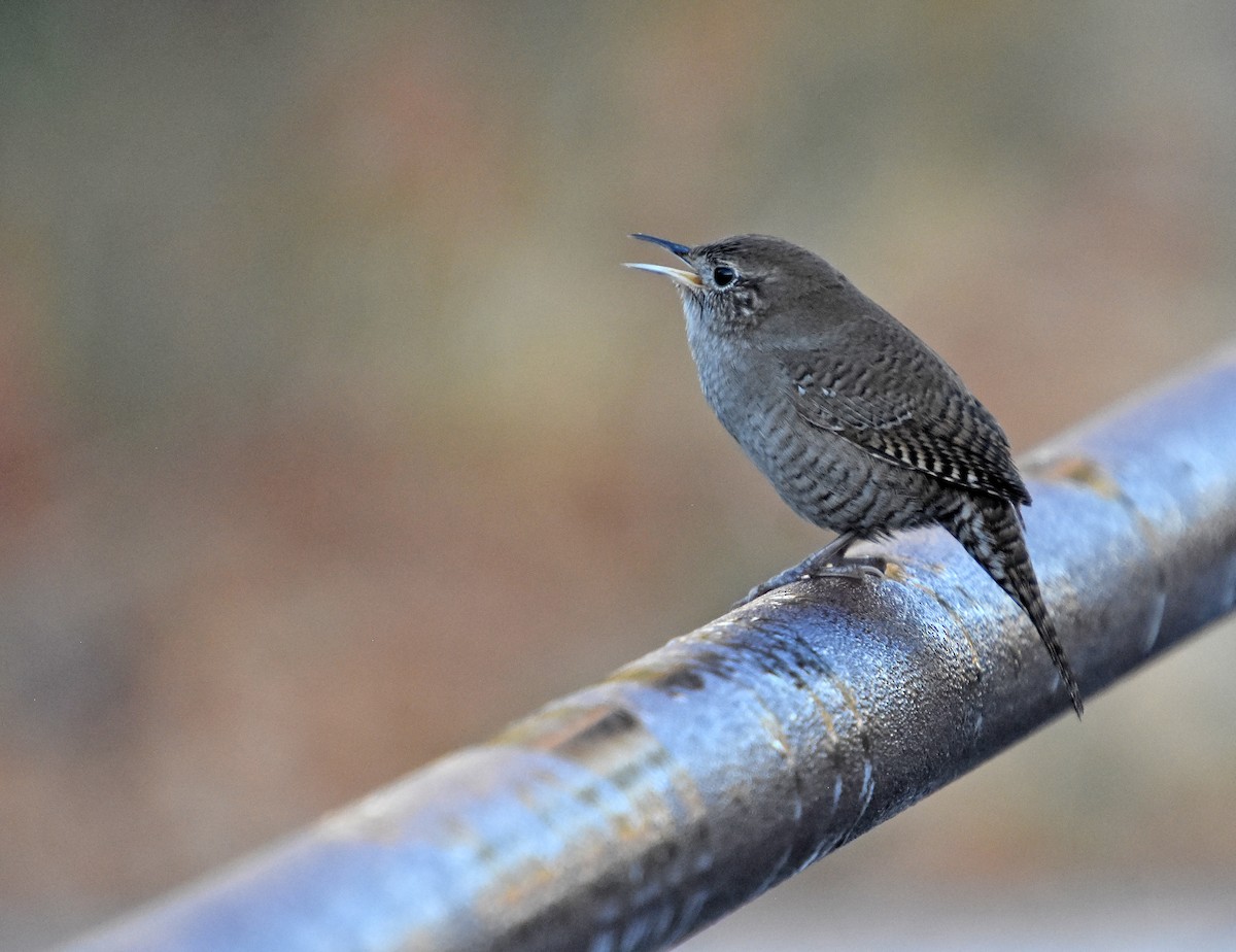 Northern House Wren - ML645165311
