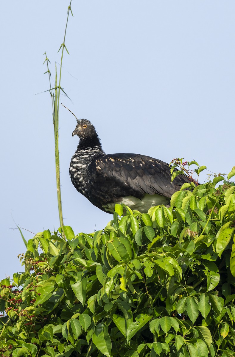 Horned Screamer - ML645165325