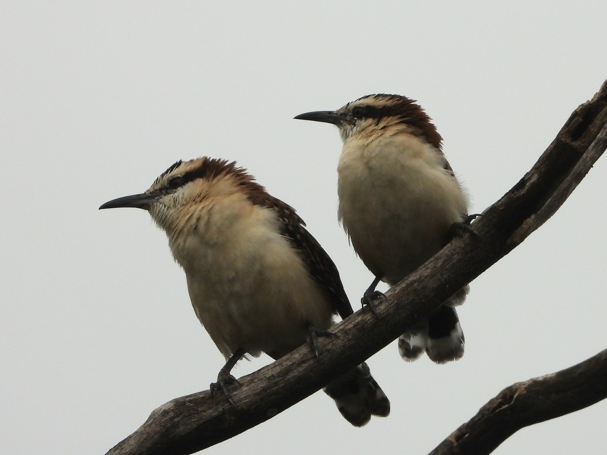 Rufous-backed Wren - ML645165332