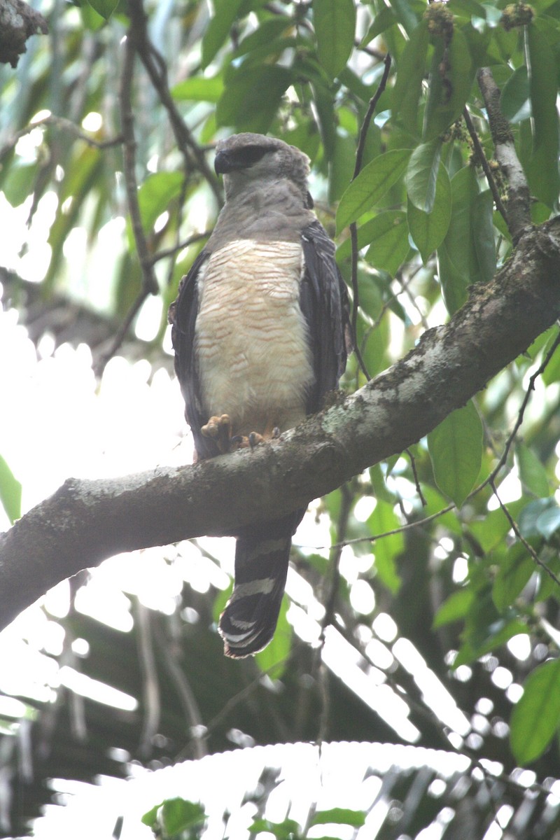 Crested Eagle - ML645165336
