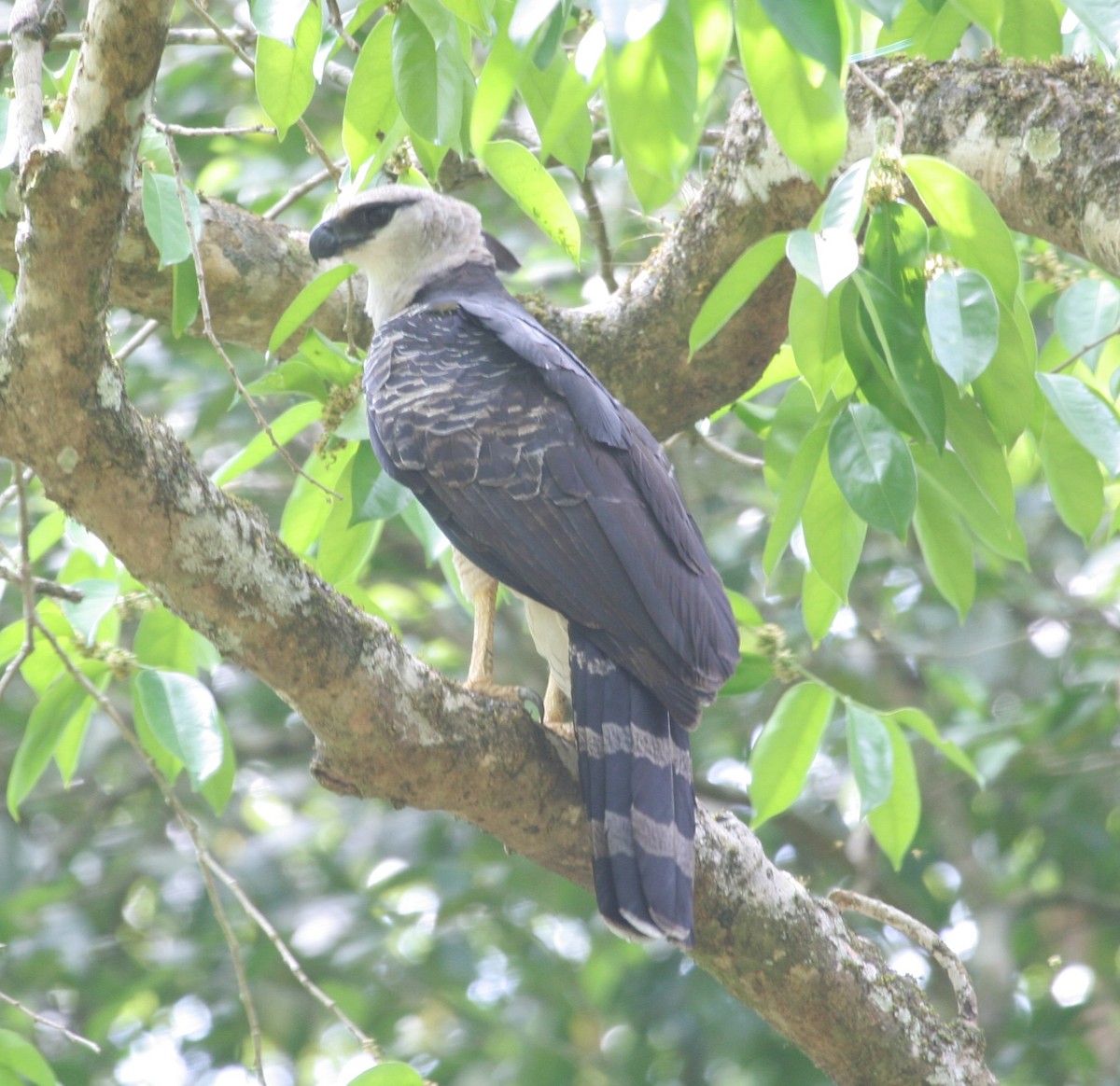 Crested Eagle - ML645165341