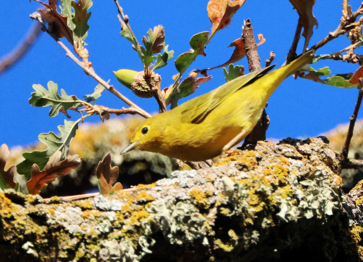 Northern Yellow Warbler - ML645165343