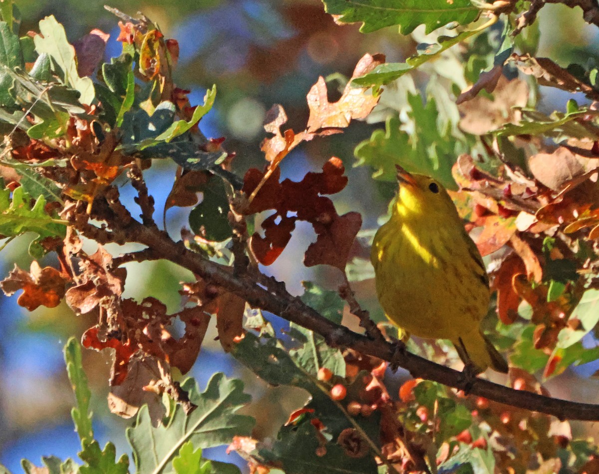 Northern Yellow Warbler - ML645165348