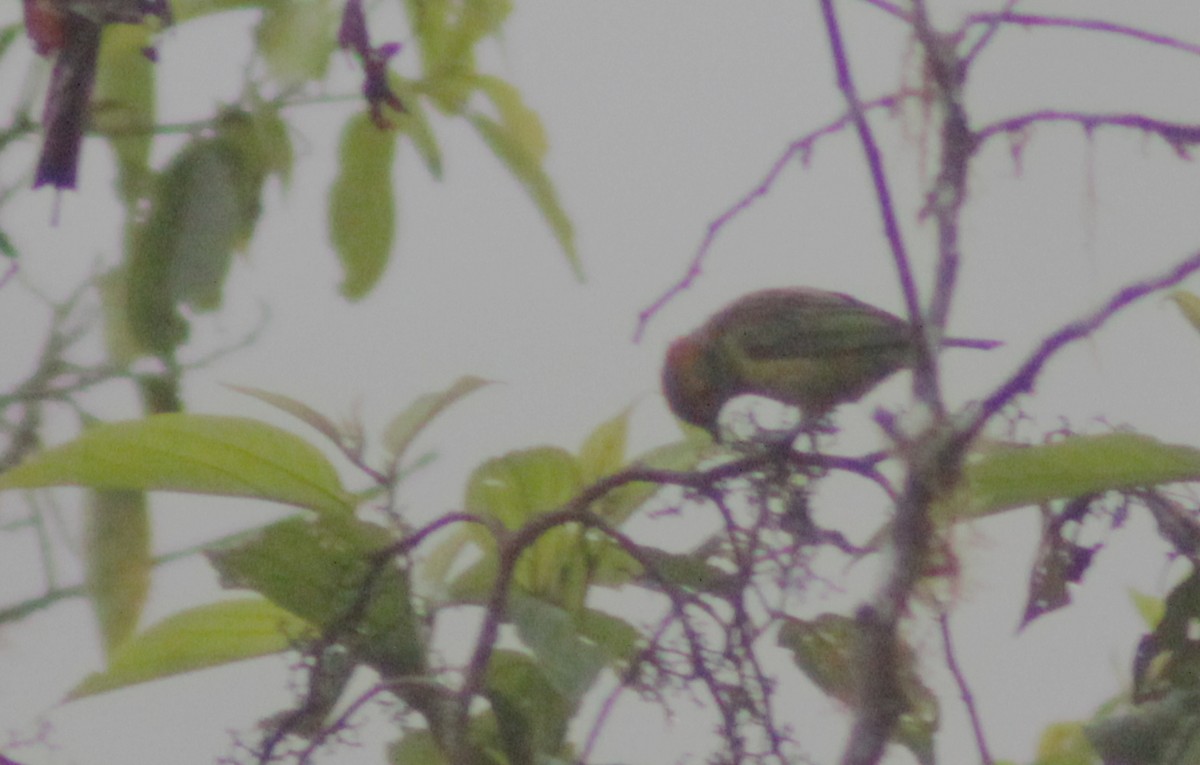 Bay-headed Tanager - ML645165350