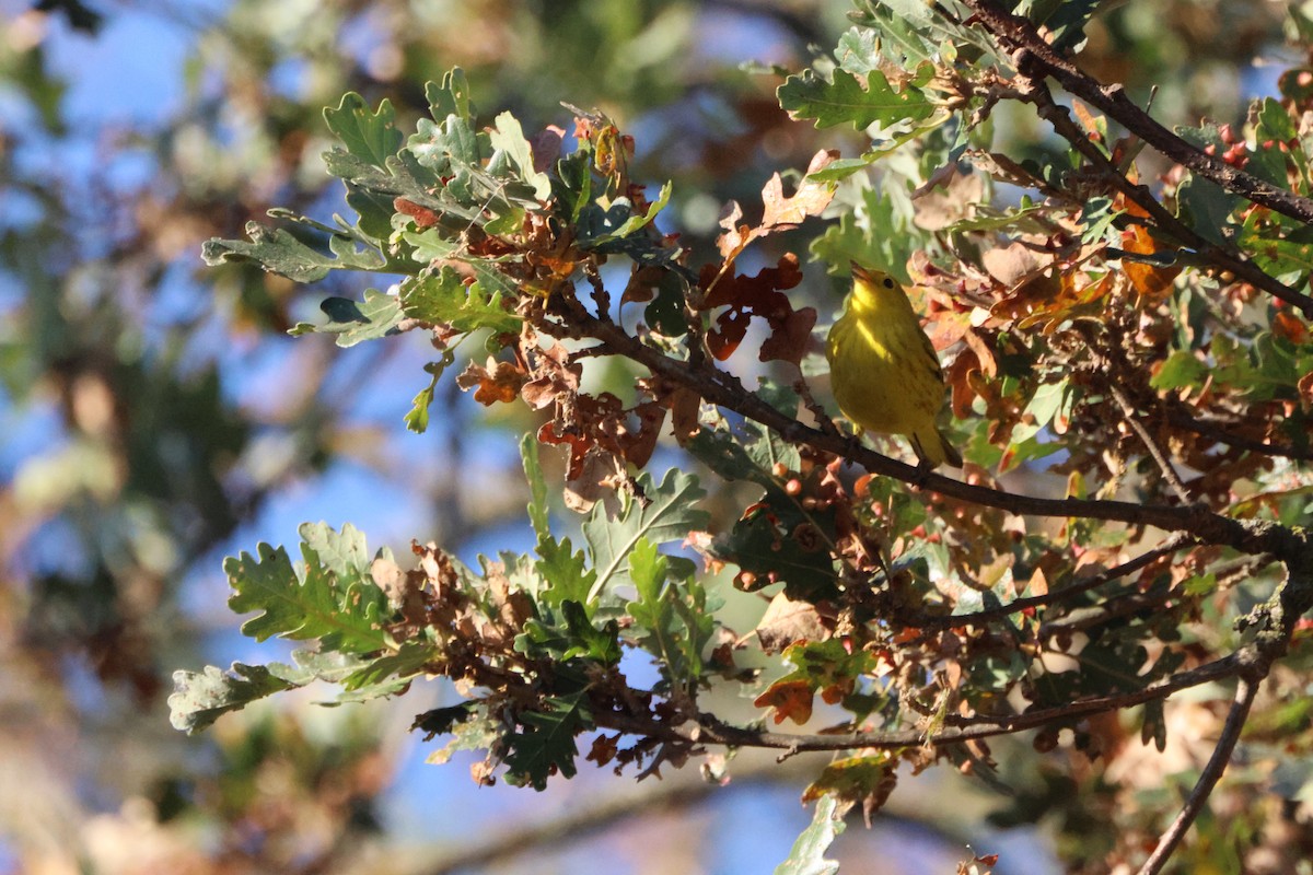 Northern Yellow Warbler - ML645165353