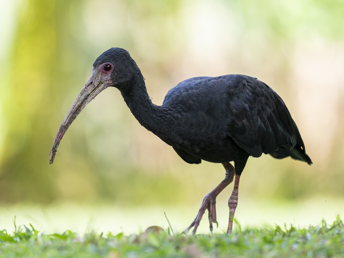 Bare-faced Ibis - ML645165356