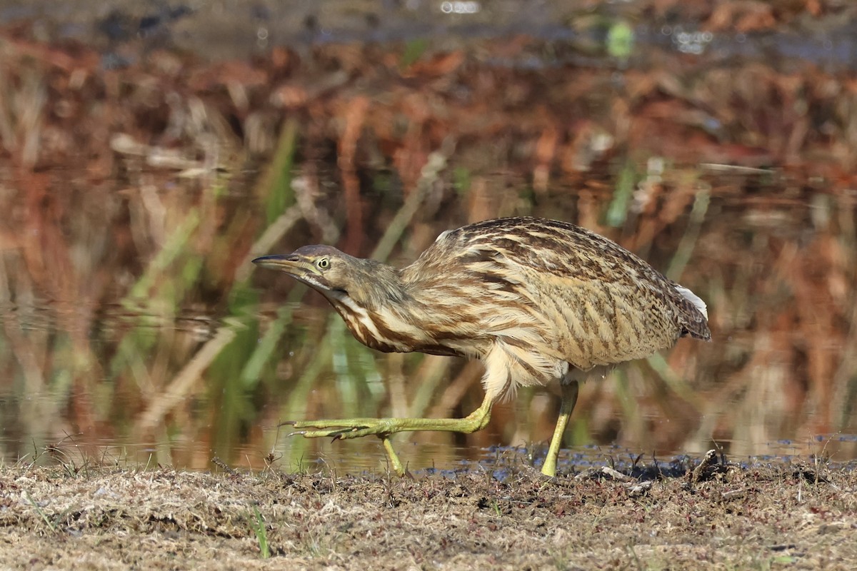 Бугай американський - ML645165360