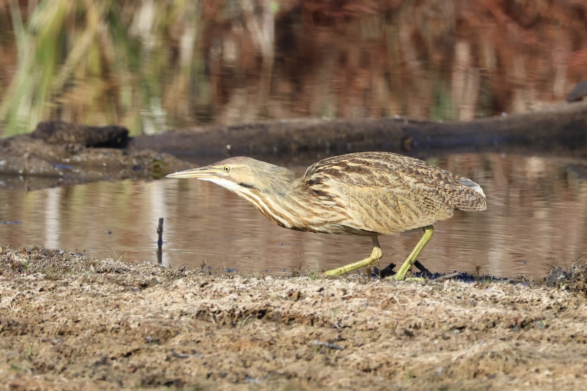Бугай американський - ML645165363