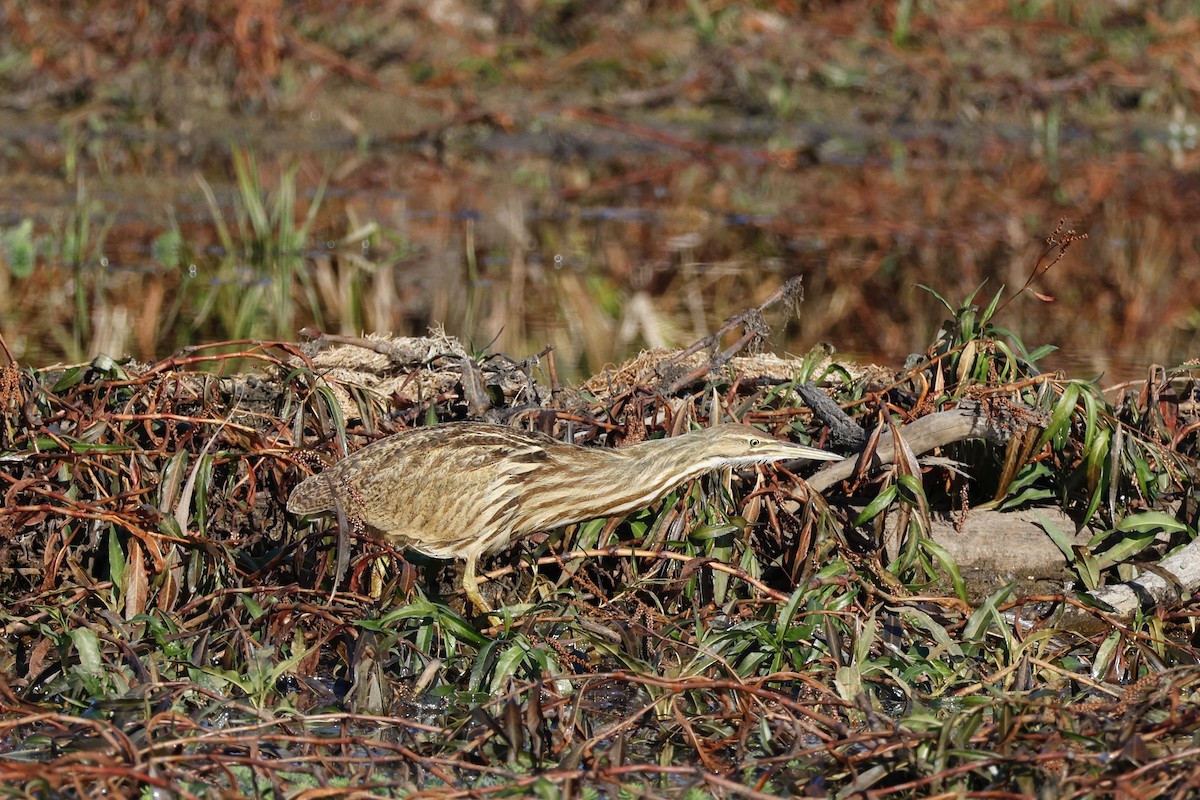 Бугай американський - ML645165364