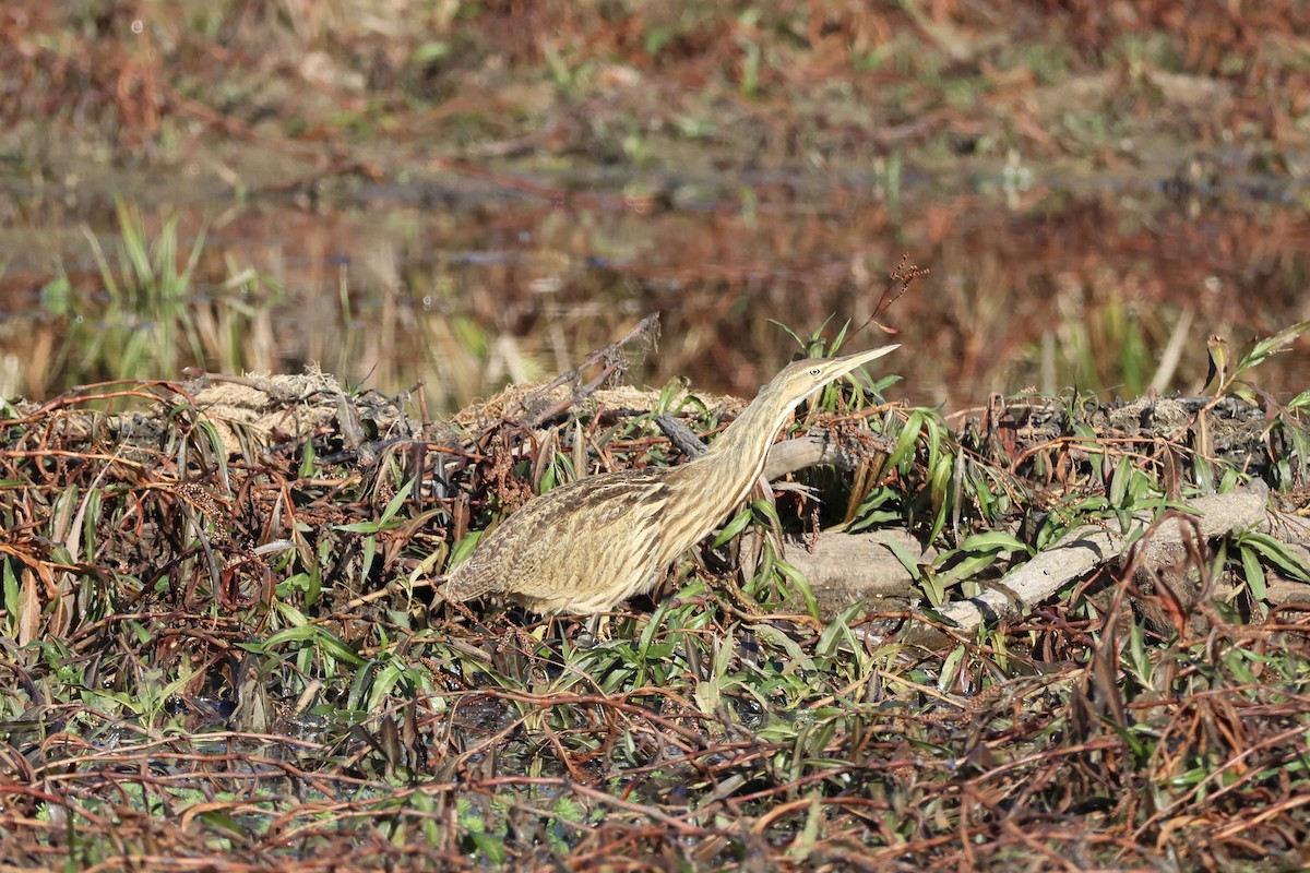 Бугай американський - ML645165365
