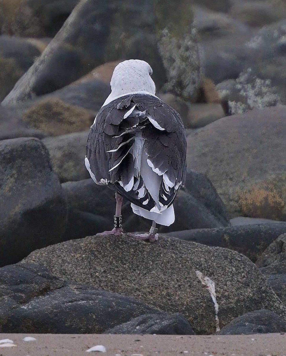 racek mořský - ML645165366