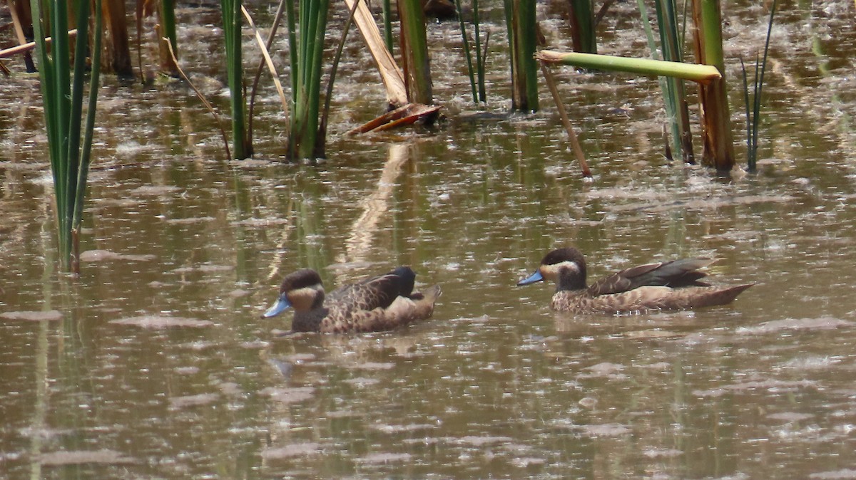 Blue-billed Teal - ML645165371