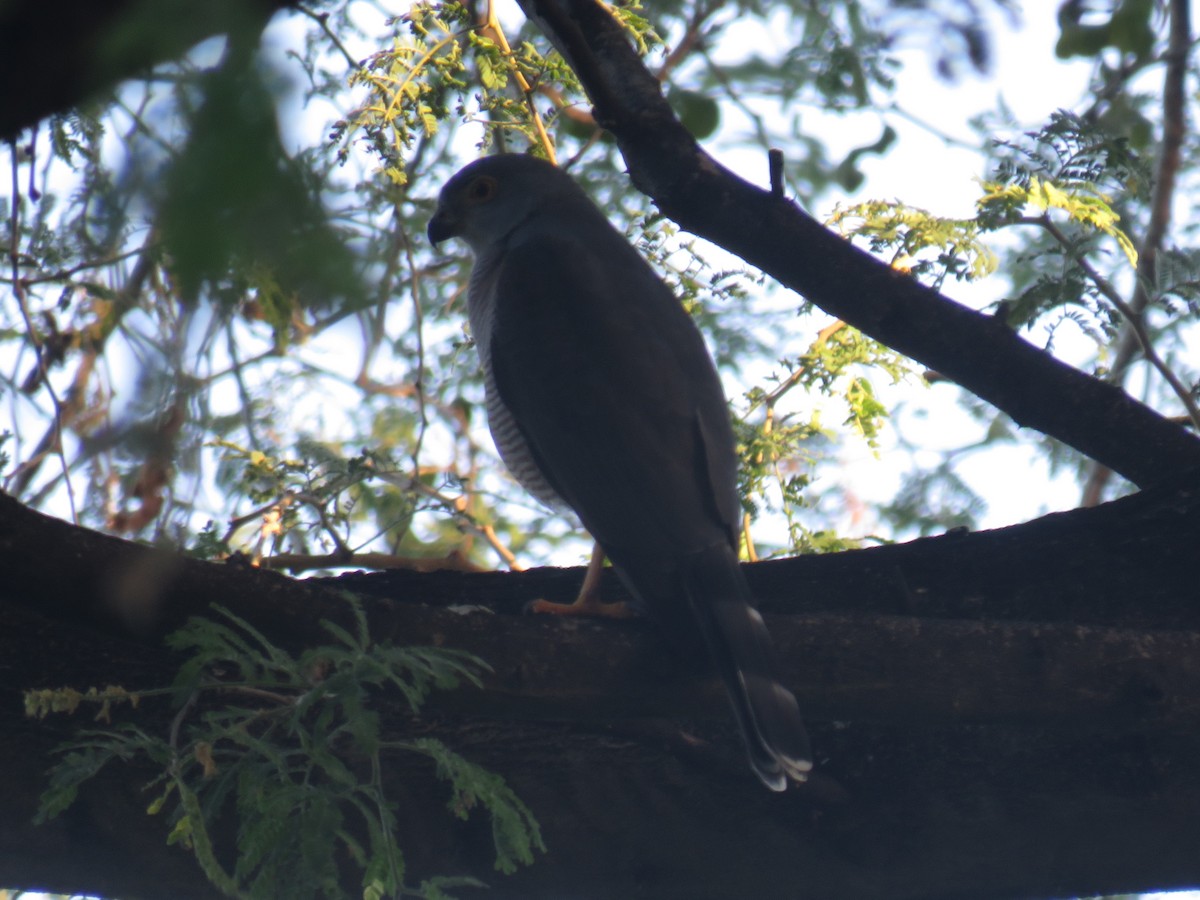 African Goshawk - ML645165377