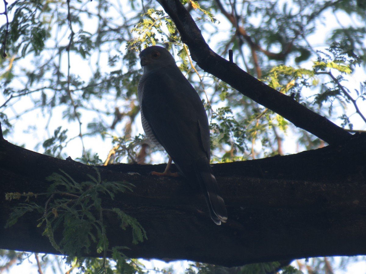 African Goshawk - ML645165378