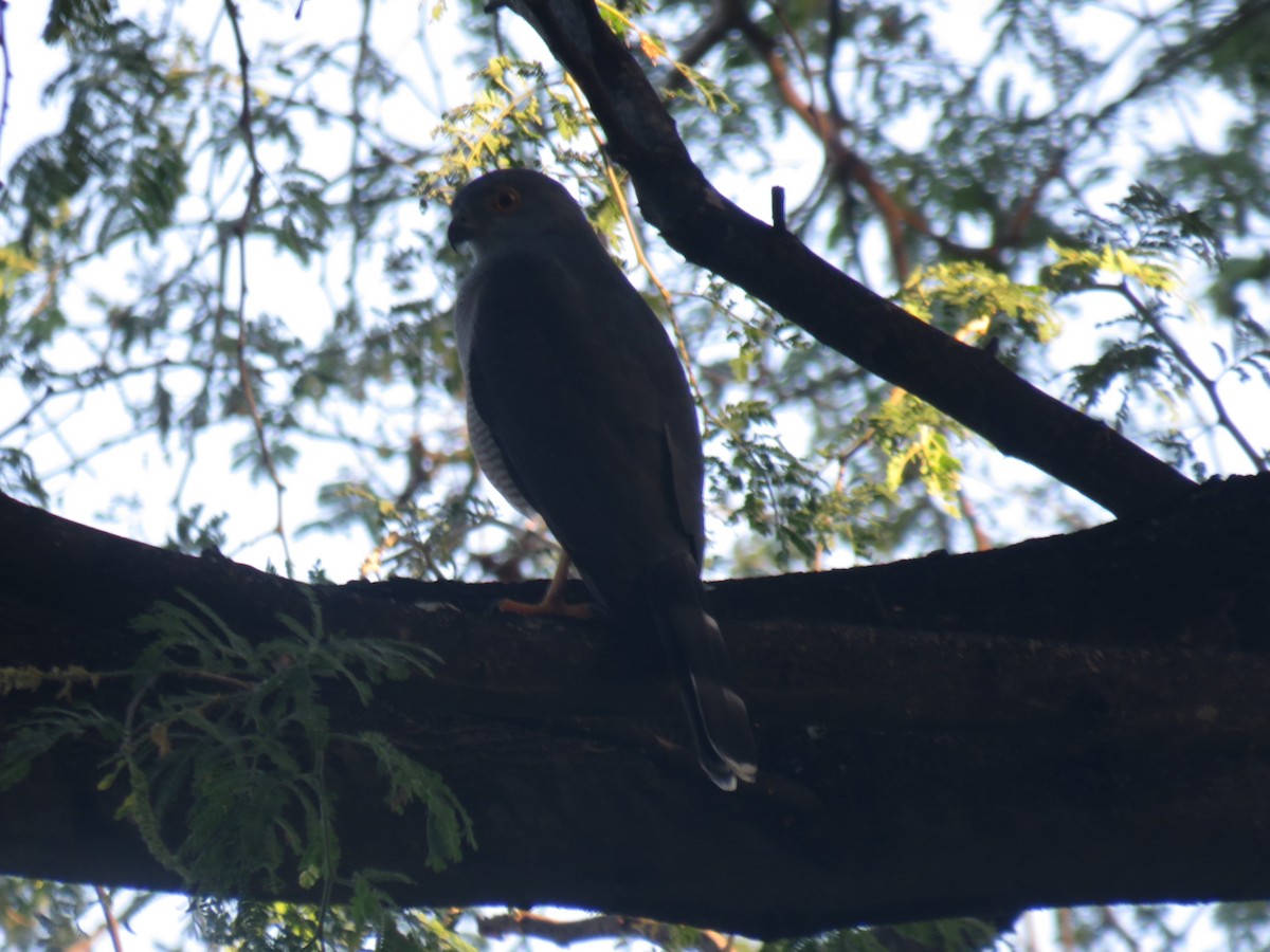 African Goshawk - ML645165379