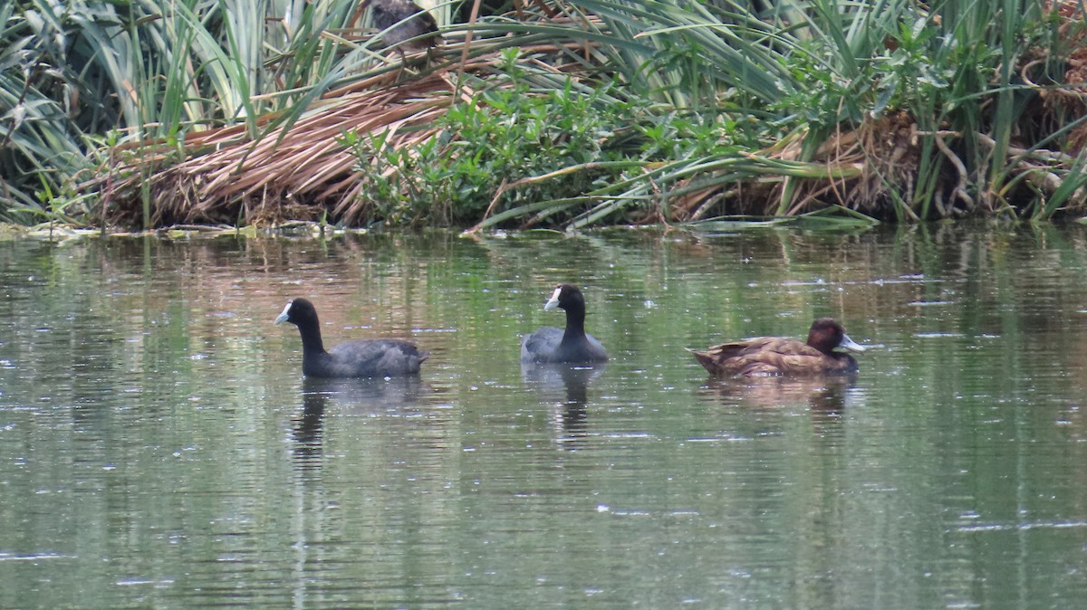 Southern Pochard - ML645165381