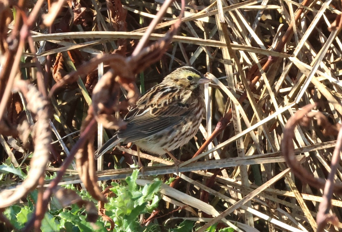 Savannah Sparrow - ML645165401