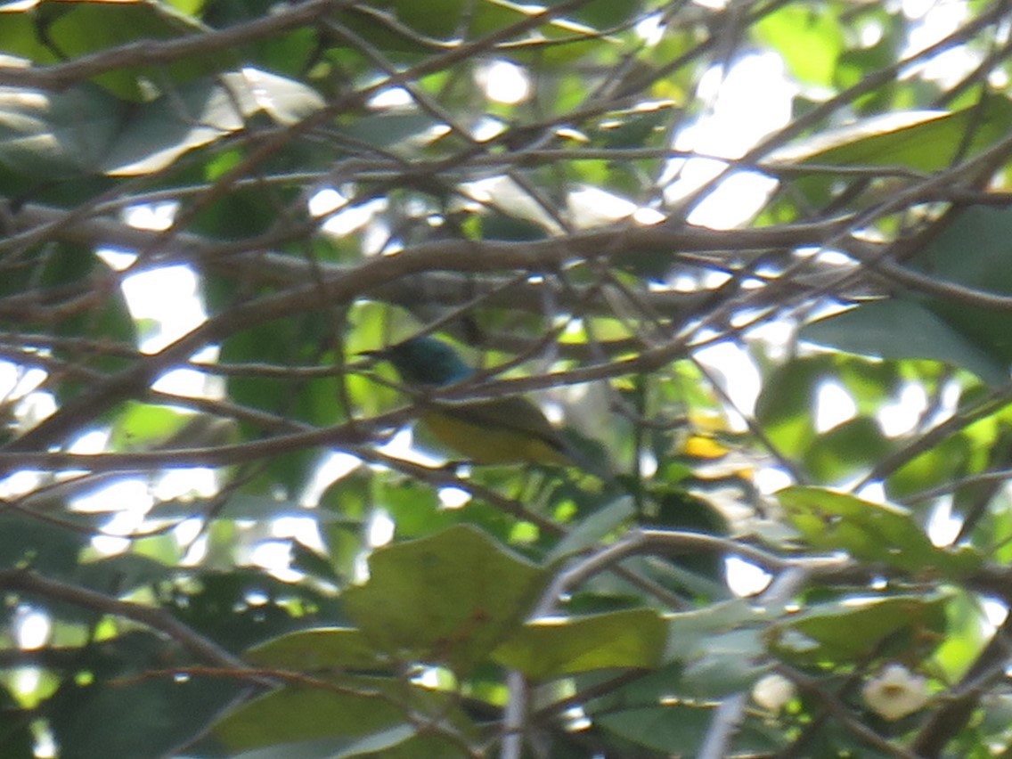 Collared Sunbird - ML645165403