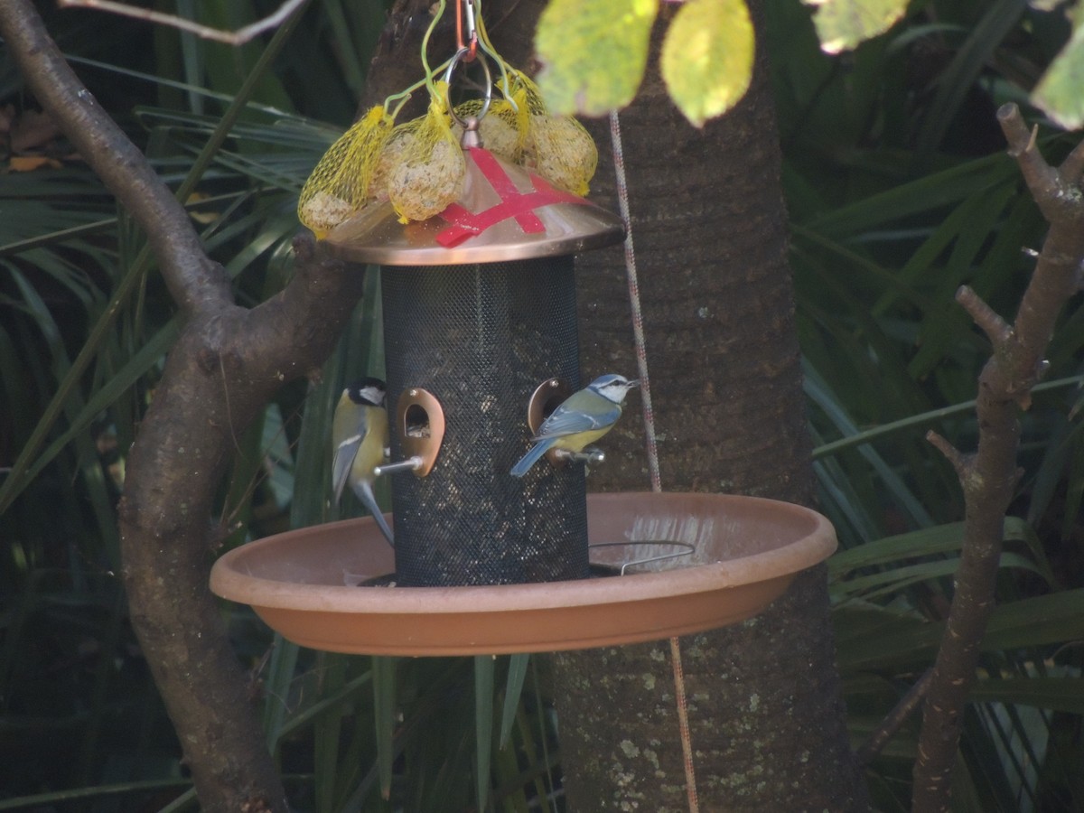 Eurasian Blue Tit - ML645165404