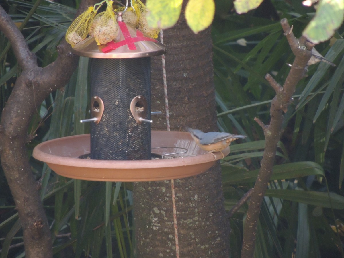 Повзик звичайний - ML645165407