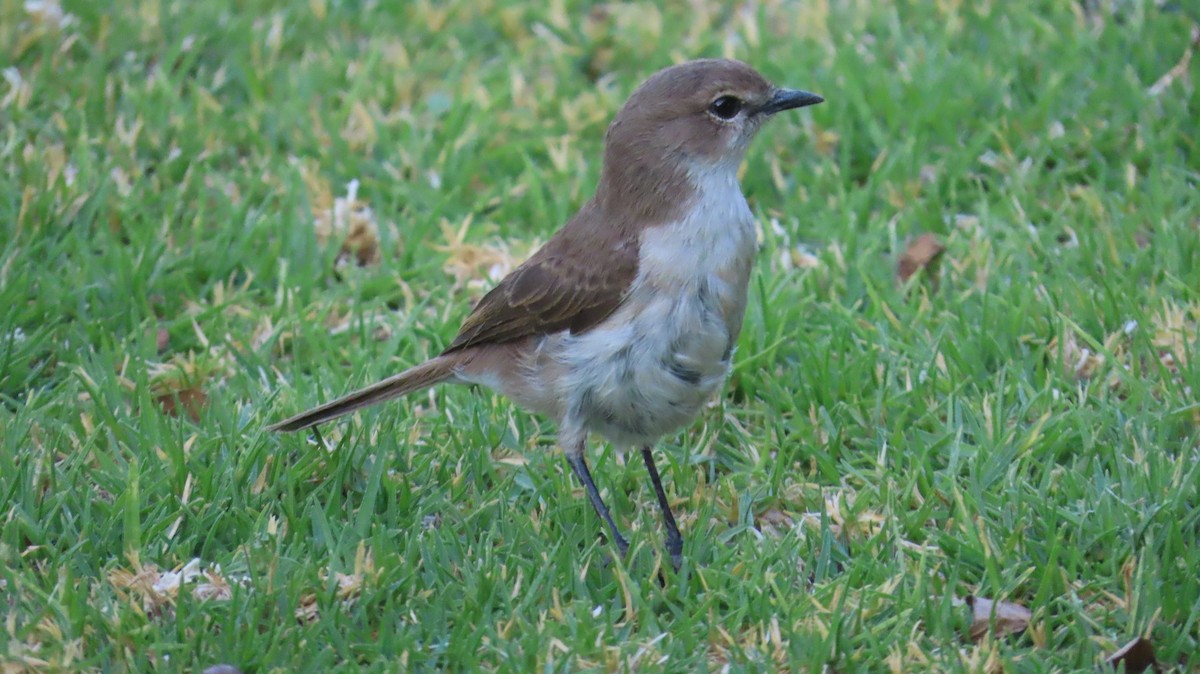 Marico Flycatcher - ML645165412