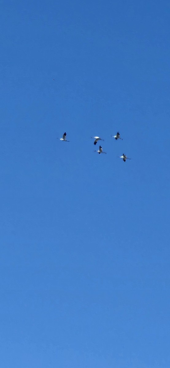 trompettrane - ML645165415