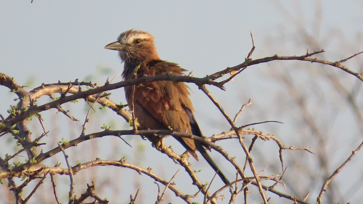 Purple Roller - ML645165419