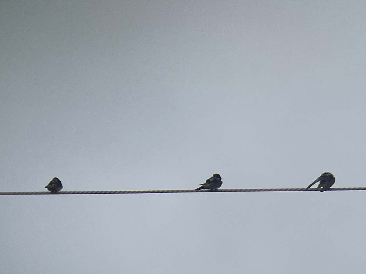 vlaštovka obecná - ML645165421