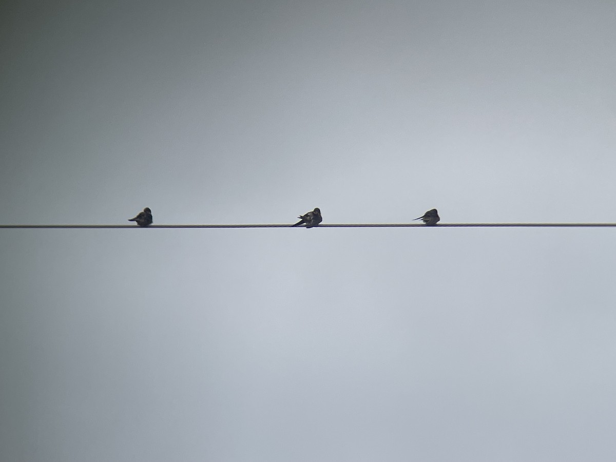 vlaštovka obecná - ML645165422