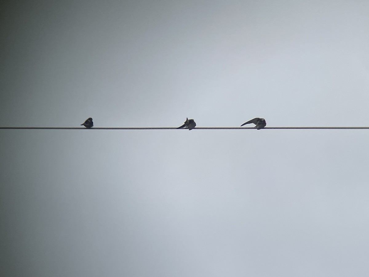 vlaštovka obecná - ML645165423