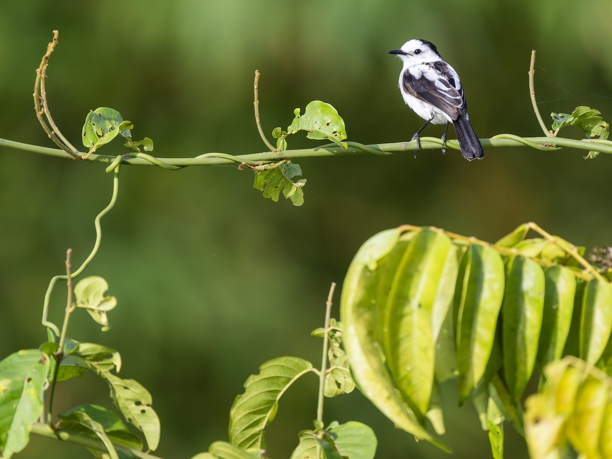 Moucherolle pie - ML645165426